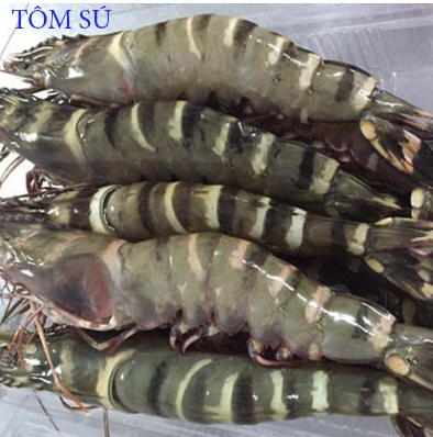 Sự khách nhau giữa tôm sú và tôm thẻ