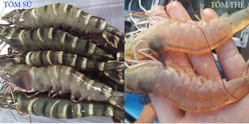 Tôm sú vỏ dày, màu xanh còn tôm thẻ có màu trắng và vỏ mỏng hơn